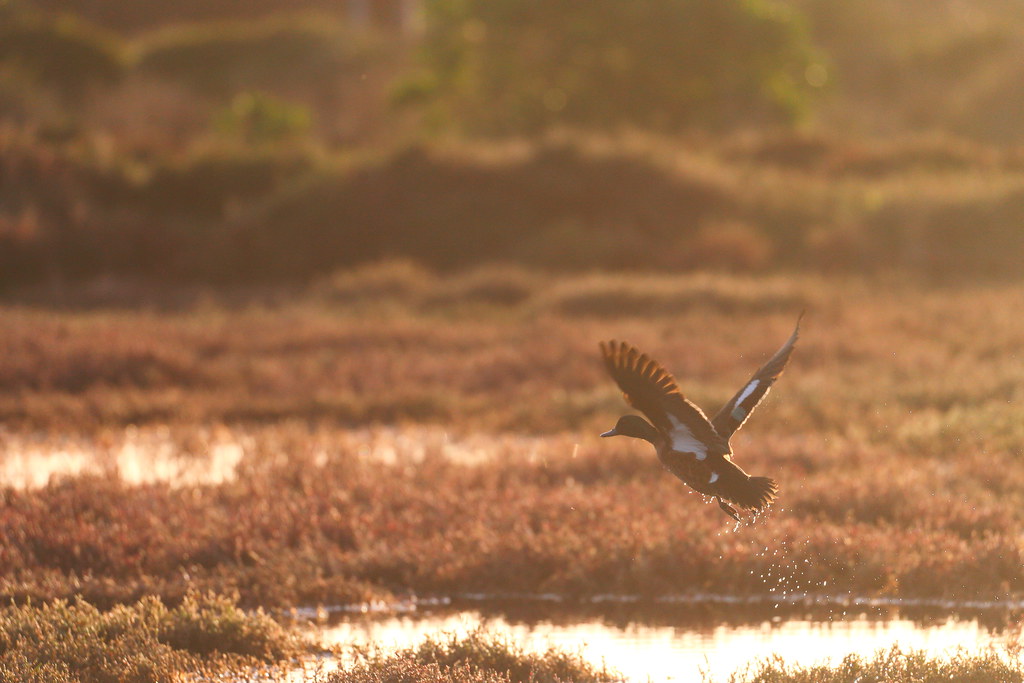 Chestnut Teal Sandy Cove. Port Fairy. Victoria. Australia.… Ed