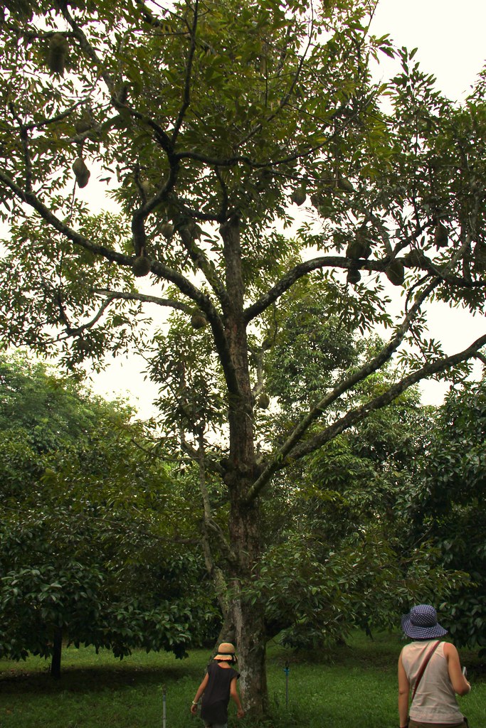 Durian tree Durian is a fruit that smells terrible, and do… Flickr