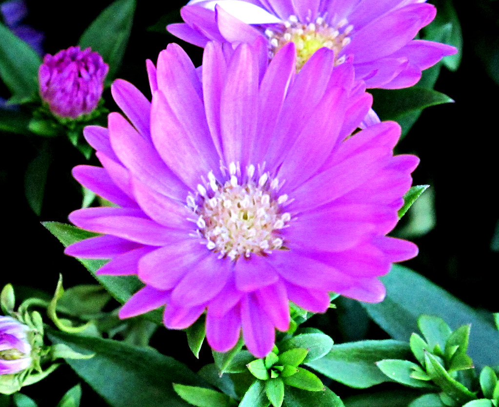 Kentlands, Flower IMG_0184 Kentlands Flowers, Gaithersburg… Flickr