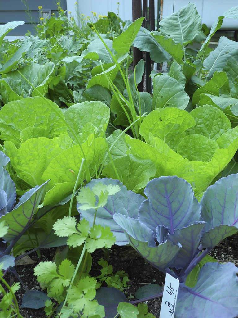 Cilantro, Red Cabbage,romaine lettuce, Mixed greens Flickr