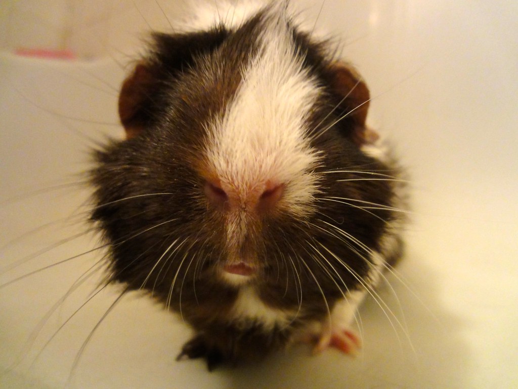 guinea pig nose travelingellen Flickr