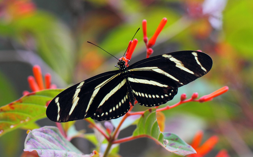 Zebra Butterfly Heliconius charithonia Zebra Butterfly Lo… Flickr