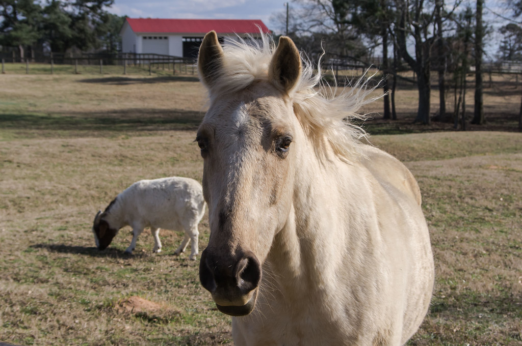 Horse in Mansfield, jwcjr Flickr