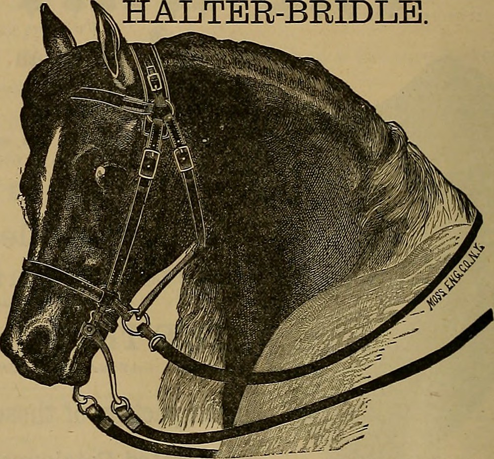 Understanding the Importance and Location of Withers on a Horse
