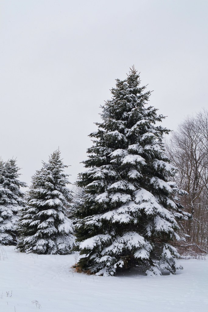 snowstorm Palmer Park Janesville, WI last good snowfall … Flickr