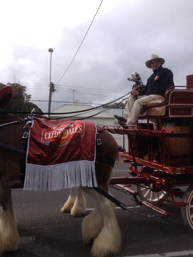 Carlton Clydesdales A team of four (plus dog) delivers to … Flickr