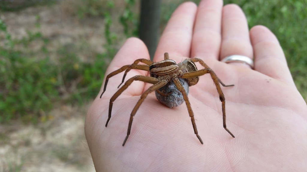 Wolf Spider with her egg sac. Gisi Flickr