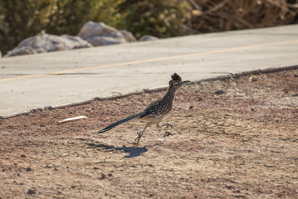 BipBip The Great Roadrunner At Wetland park, Las Vegas