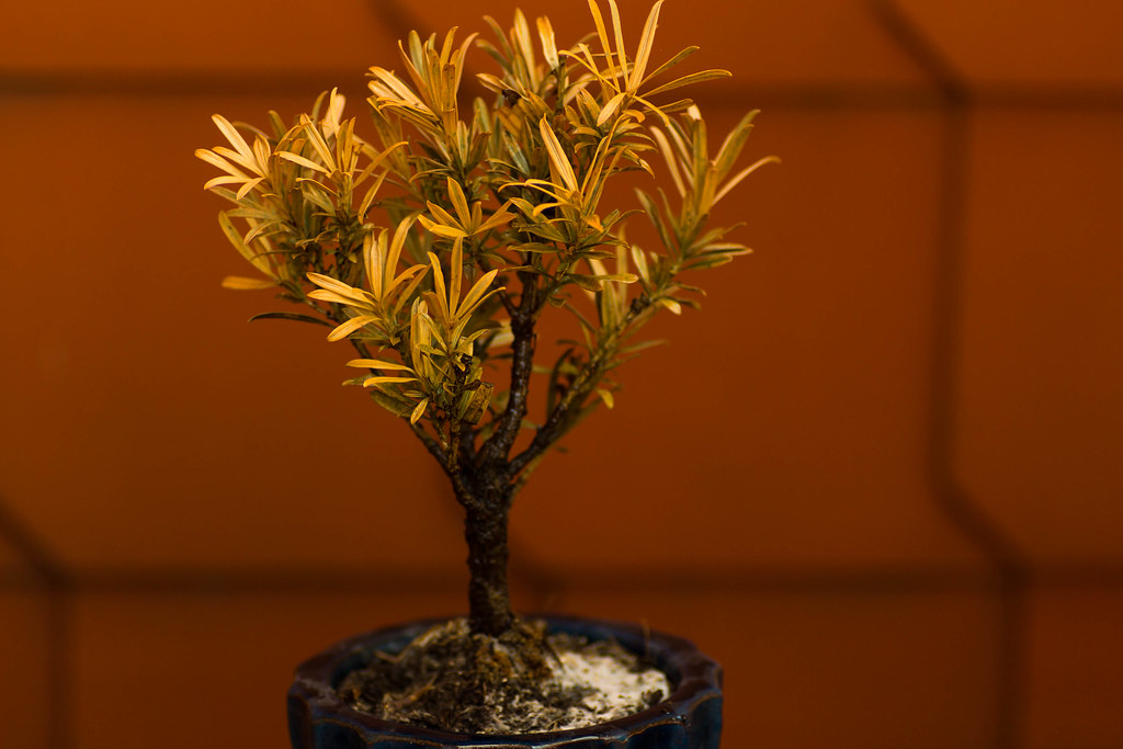 Burning Bonsai Flickr