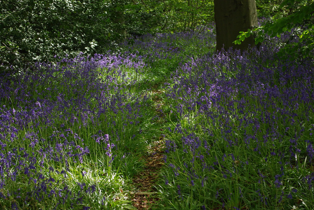 2013051205_Path through Bluebells_Cawston Woods Path thro… Flickr