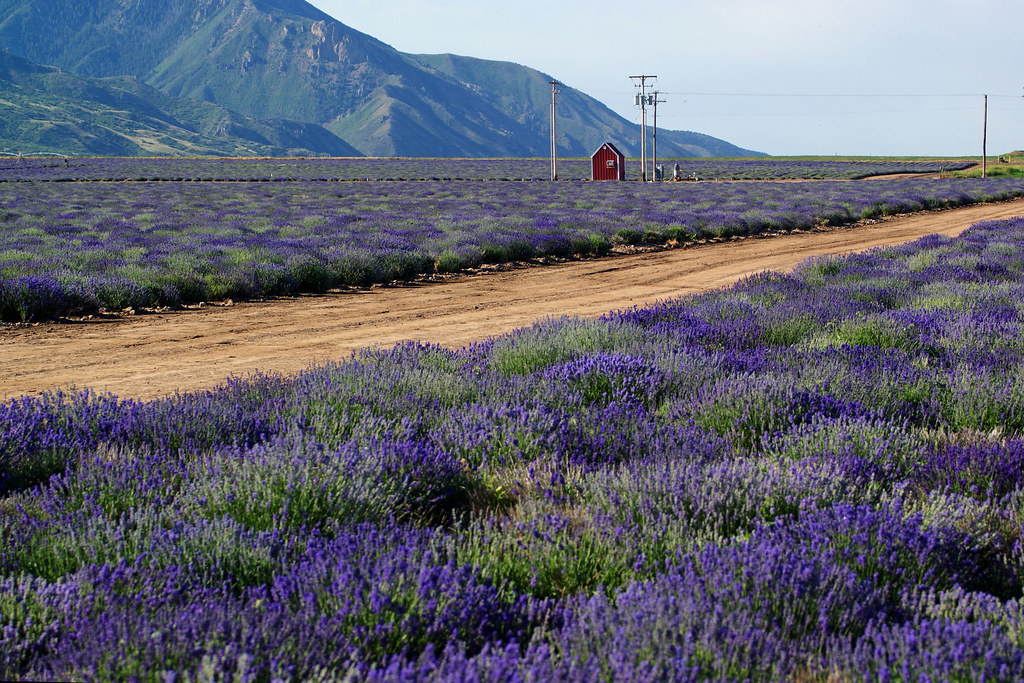 Lavender of Eden Christina Hackett Flickr