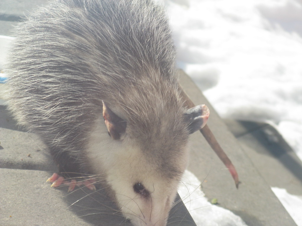 Opossum visit the back porch and eats cat food Rat tail, l… Flickr
