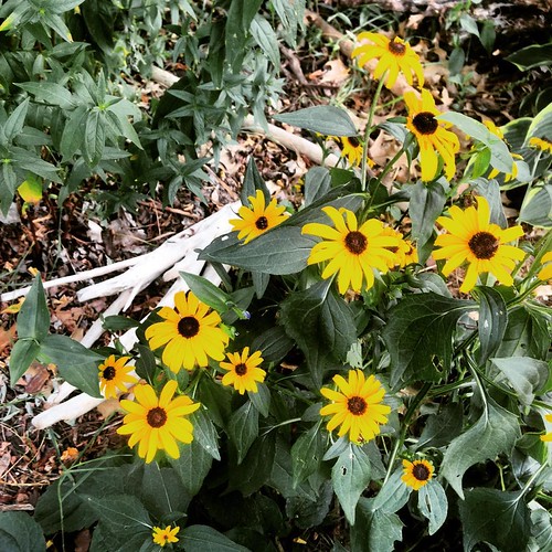 Dubuque Iowa Nature Flowers Adam Zivojnovich Flickr