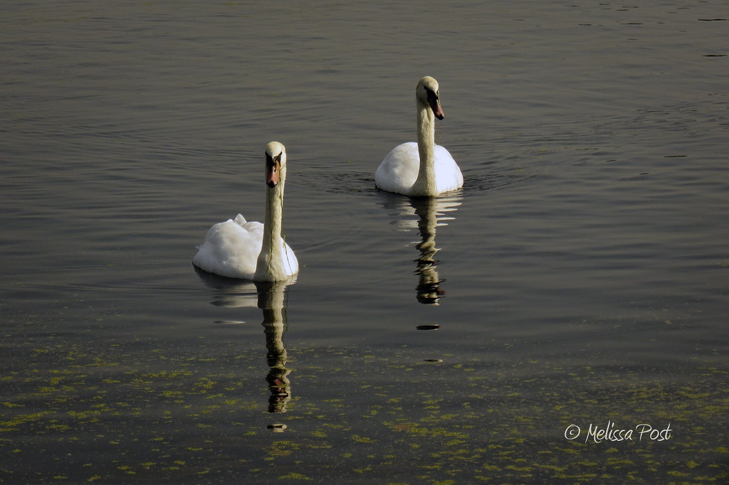 Swans A pair of mute swans in the lake at Hampton Court Pa… Flickr