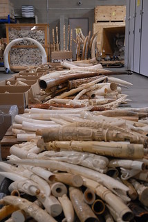 Carved ivory tusk stockpile slated for destruction in the … | Flickr