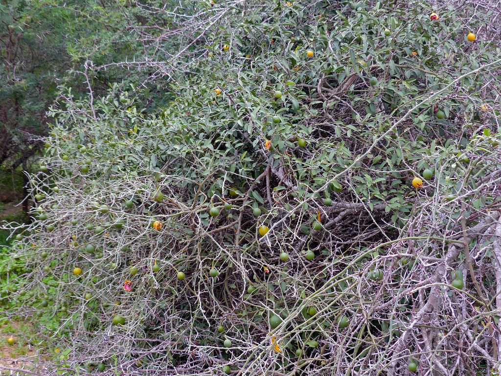 Woolly Caper Bush (Capparis tomentosa) H41 Road North of … Flickr