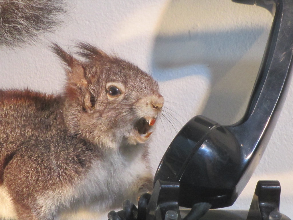 Squirrel Yelling into Rotary Telephone 7092 Squirrel Yelli… Flickr