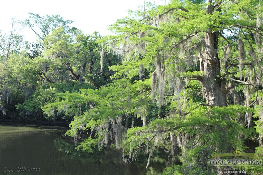Louisiana's Natural Beauty Bayou Liberty Camp Salmen in … Flickr