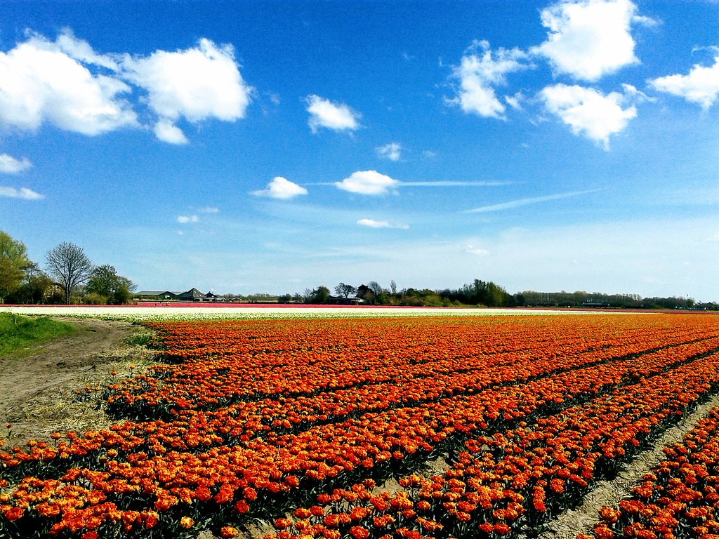 Bergen,Holland FLOWERS IN HOLLAND Rob Schipper Flickr