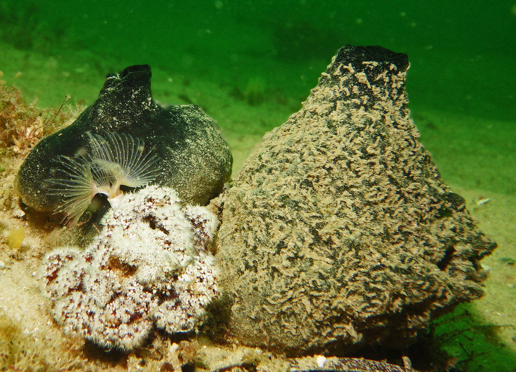Sponges, soft coral and marine worm John Turnbull Flickr