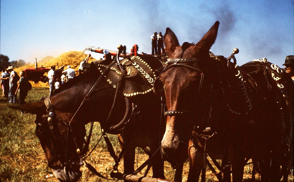 McLouth Threshing Bee 1964, 1965 Vintage Color Slides Flickr