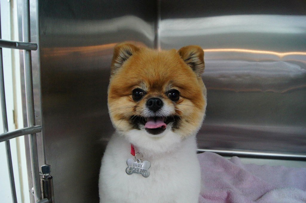 Patti's Pet perfection My grooming , my best friends !!! Flickr