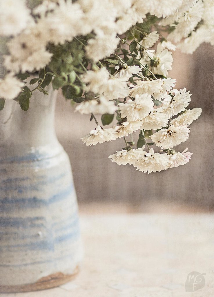 Chrysanthemums My photography website My cooking blog … Flickr