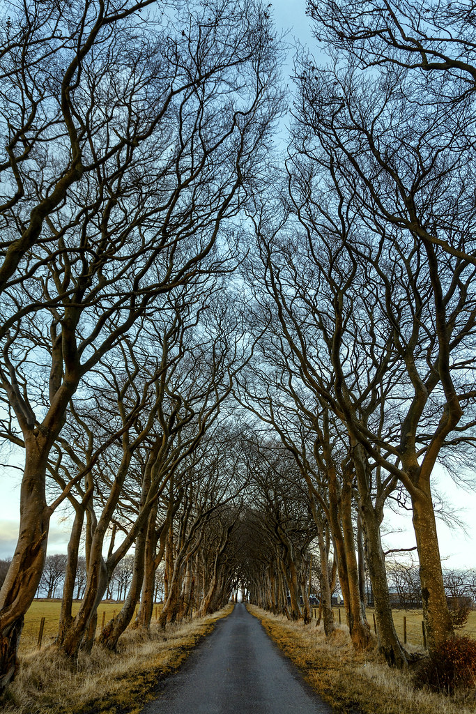 Tam O'Shanter Hall of trees As a child my father used to t… Flickr