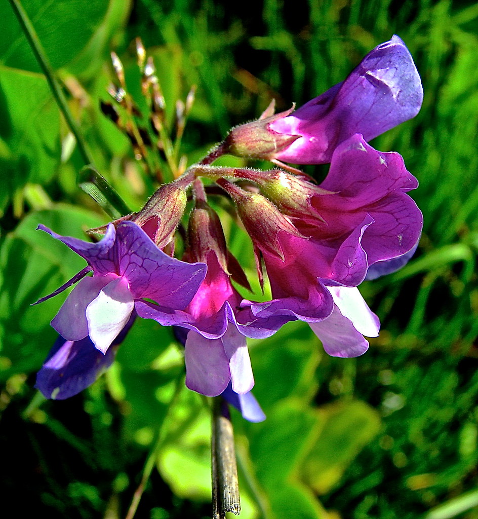 Beach Pea NATIVE (Lathyrus japonica) Beach Buffer