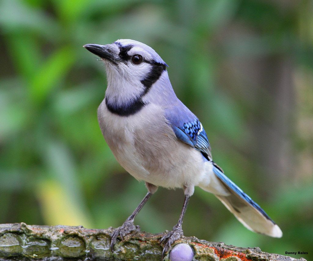 BLUE JAY 22414 9443 Danny Bales Flickr