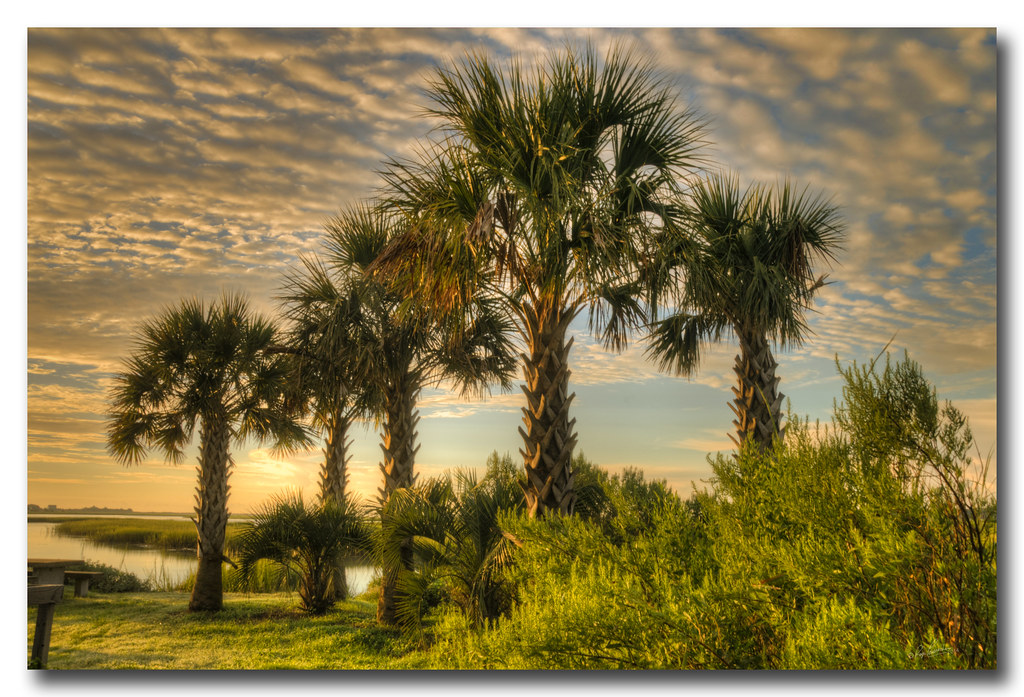 Another from Murrells Inlet SC With the weather we have ha… Flickr