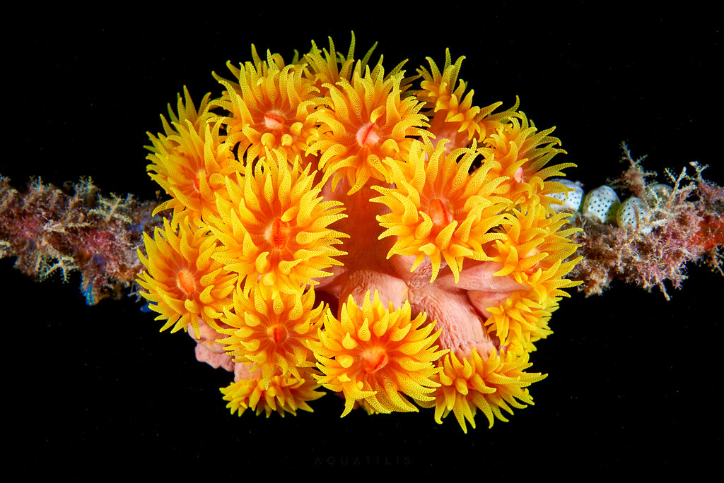 Tubastraea faulkneri Sun Cup coral Alexander Semenov Flickr