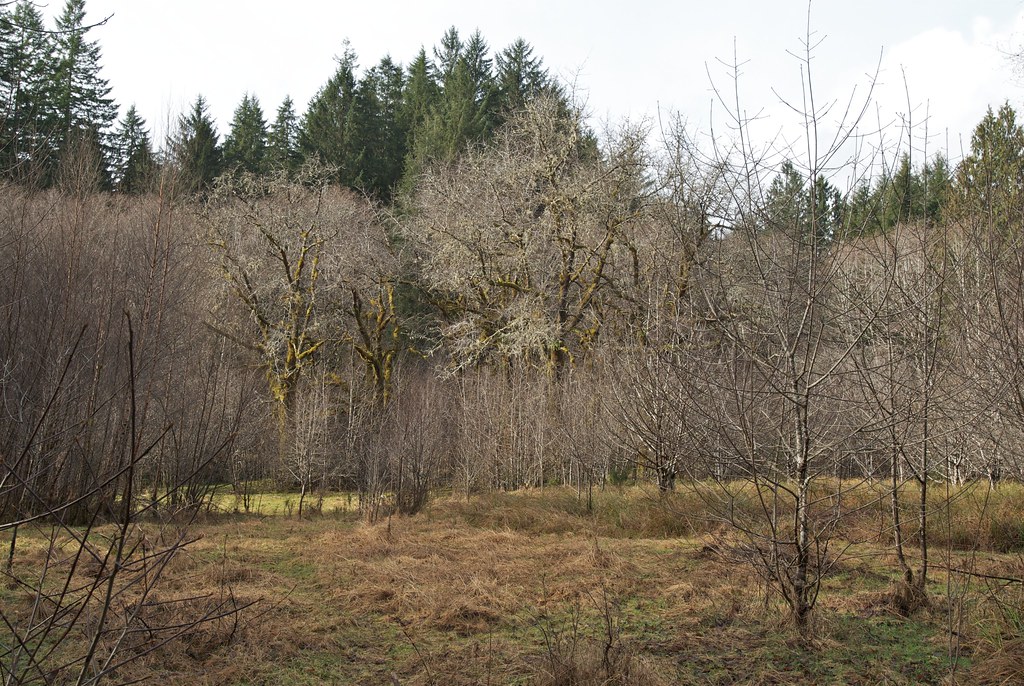 Soapstone Lake Hike Rainforest along the Oregon coast, nea… Hiking Nikon Maui Flickr