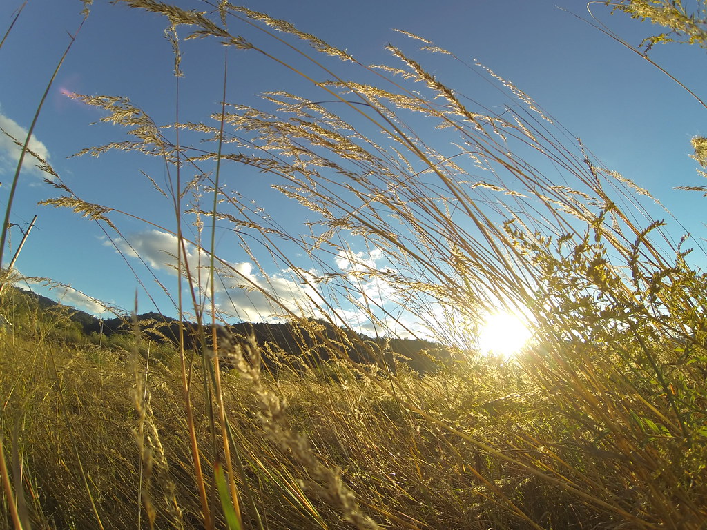 West Virginia grass DCIM\105GOPRO officerndo Flickr
