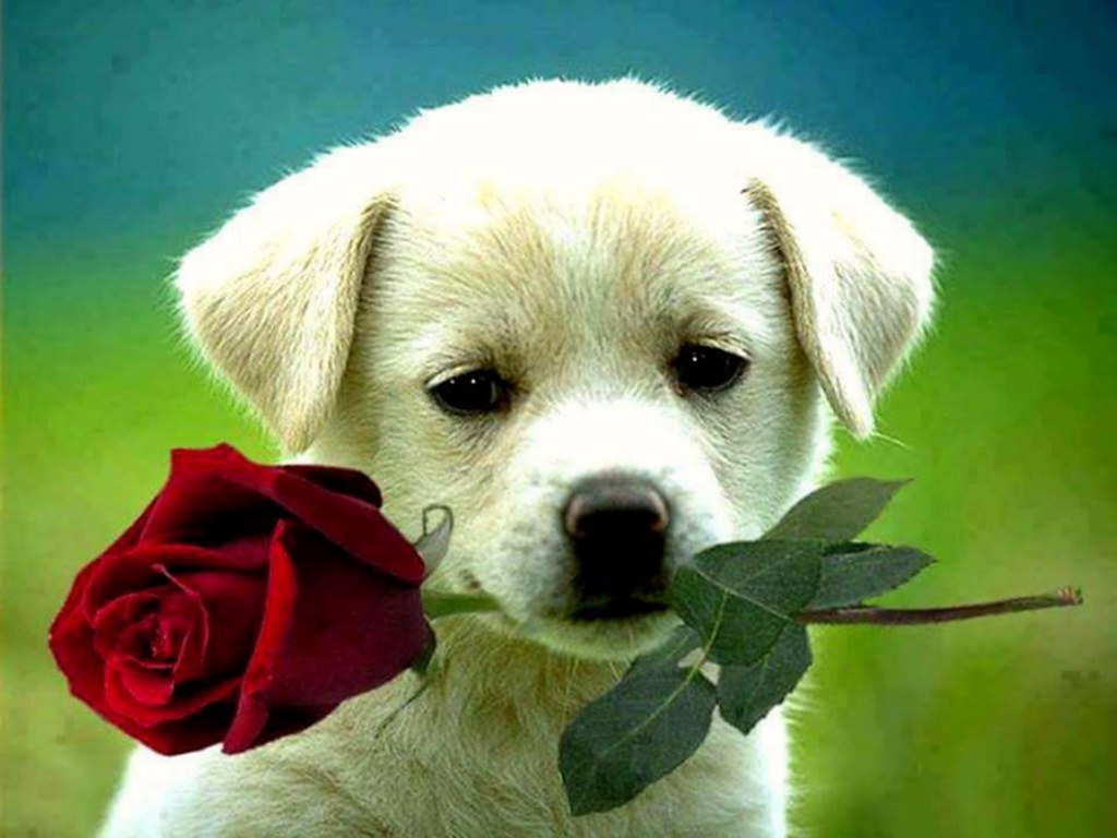 Dog with Rose in Mouth philshoe_2000 Flickr