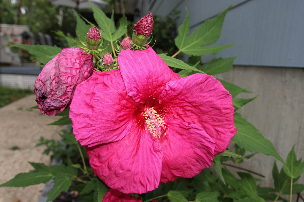 Hibiscus flower "Sultry Kiss" Finally after a "more sun ne… Flickr