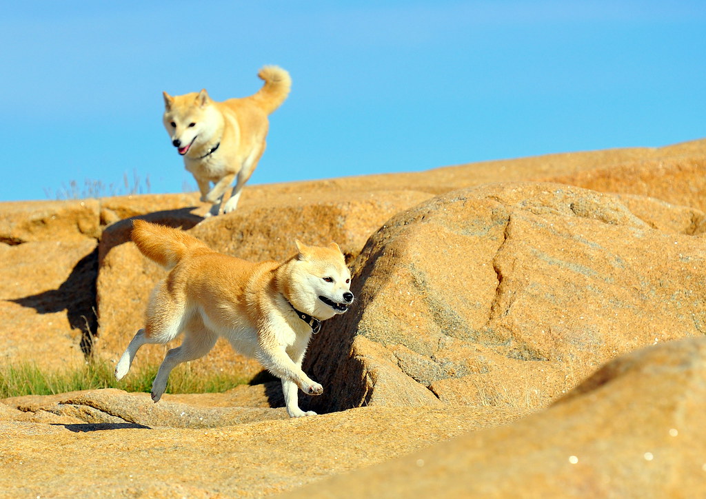 Shiba Inu running 2 Nikon D90, 70200mm f/2.8G VRII