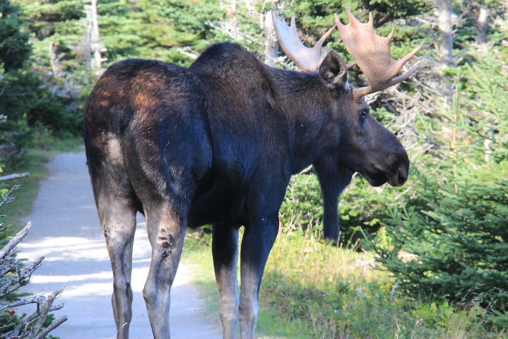 L'orignal, élan d'Amérique, Cap Breton, Canada Alors quand… Flickr