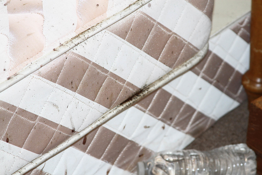 Bed Bug Feces Often confused with mold, black specks or gr… Flickr