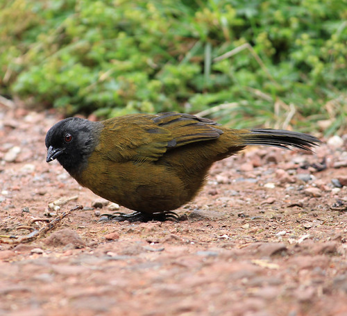 Largefooted Finch just completed a MegaKick Volcan Poas,… JWB1990