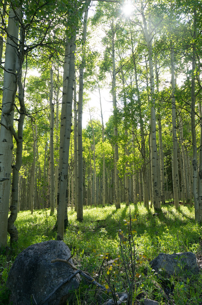 Aspen Sunlight On the way to Rainbow Lake near Gunnison, C… Brian P