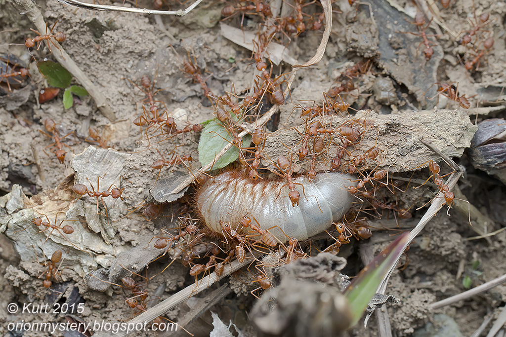 _MG_0518 copy Red weaver ants with beetle grub prey Khao Y… Flickr