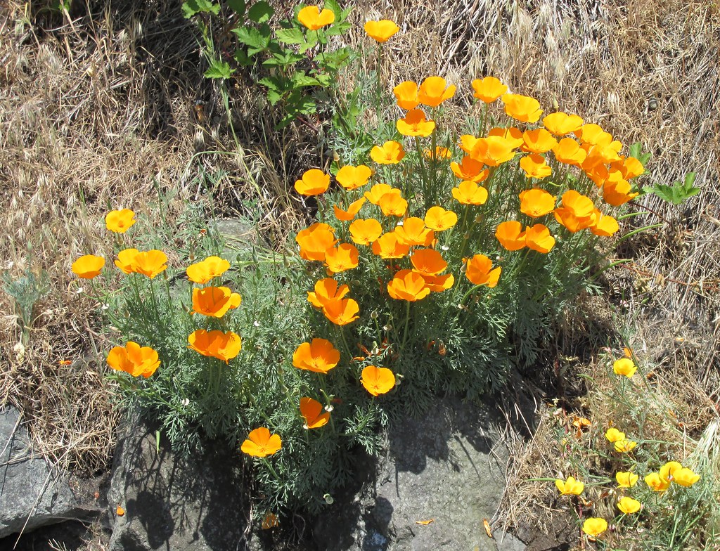 Poulsbo Flowers along a trail I saw these beautiful flower… Flickr