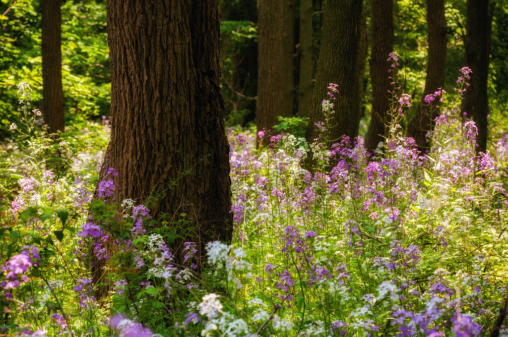 flowers in upstate new york New York Sam Scholes Flickr