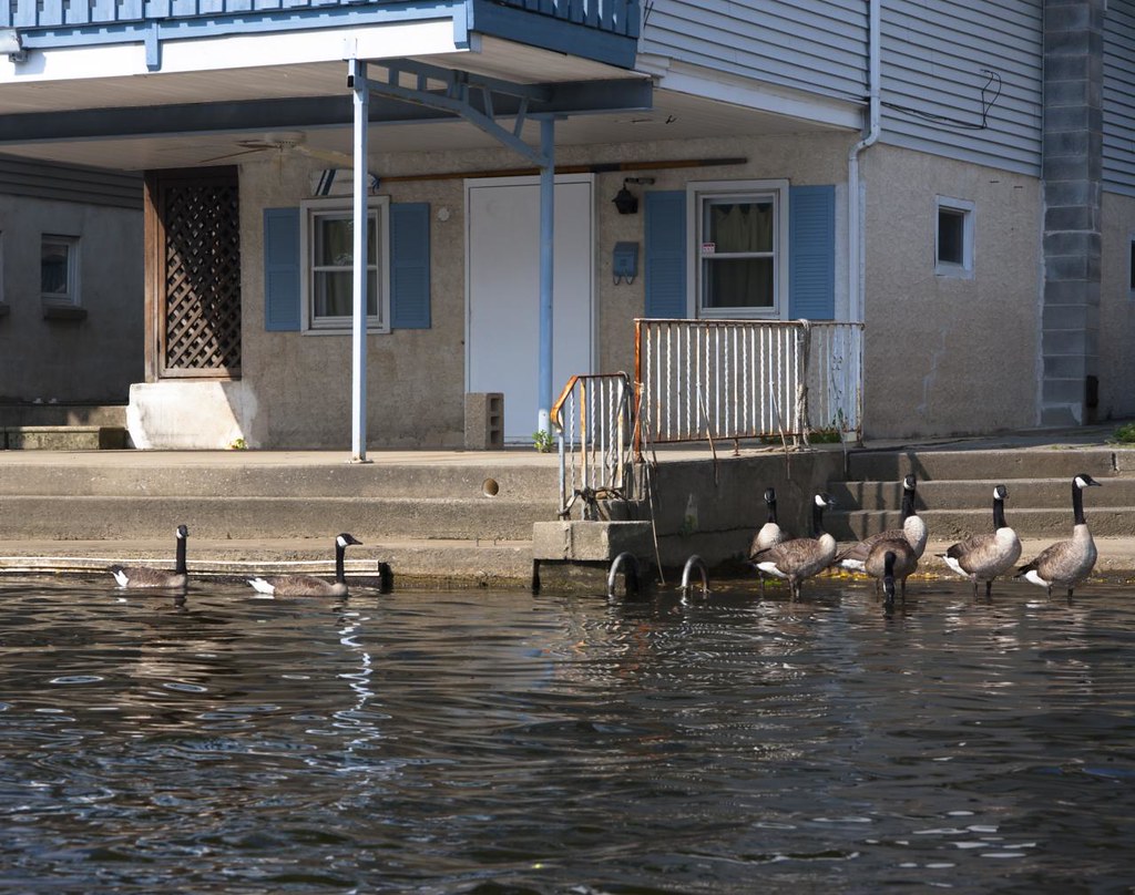 Geese on Adams Island Steps Jeff Cushner Flickr