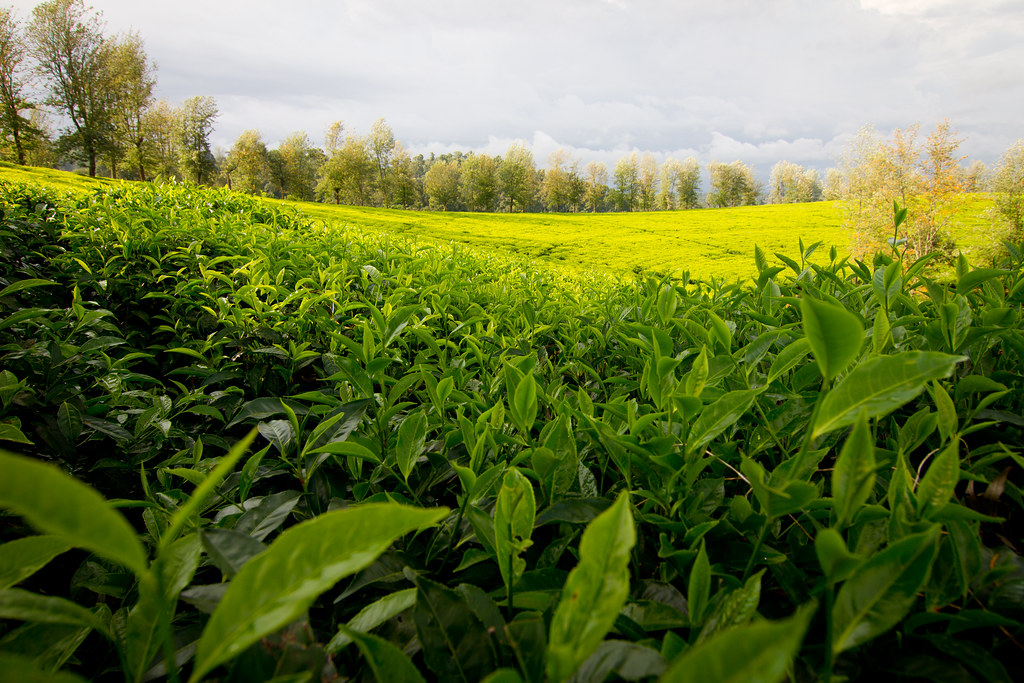 IMG_2940 Tea, western Ethiopia Tea plantation in western… Flickr