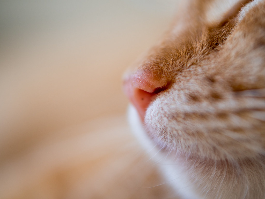 Closeup of a cat nose Shot on Olympus OMD EM10 & Olympu… Flickr