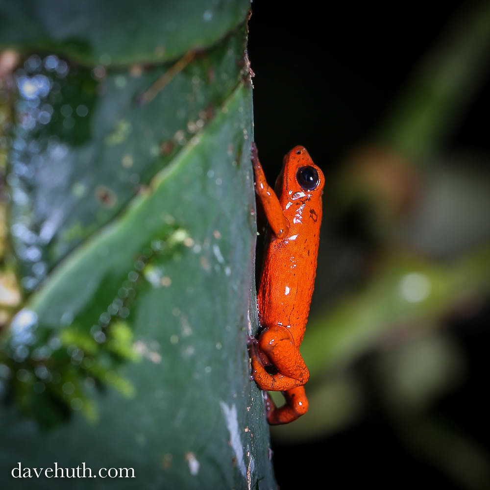 Strawberry Poison Dart Frog (Oophaga pumilio) vertical c… Flickr
