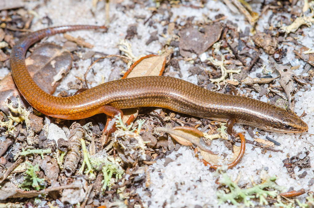 Bluetailed mole skink. Josh Young Flickr