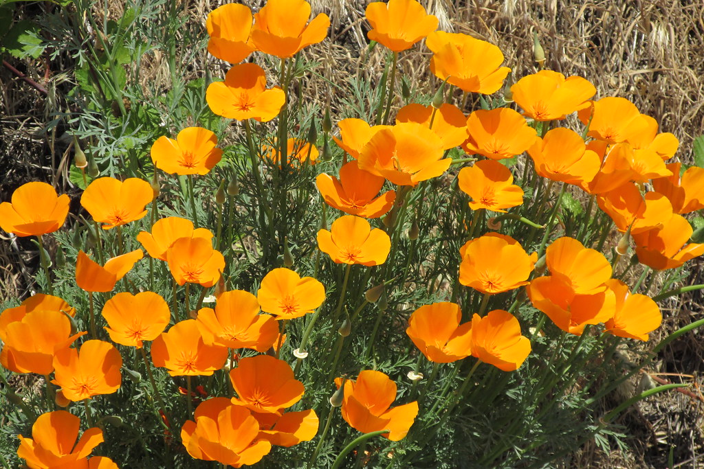 Poulsbo Flowers along a trail I saw these beautiful flower… Flickr